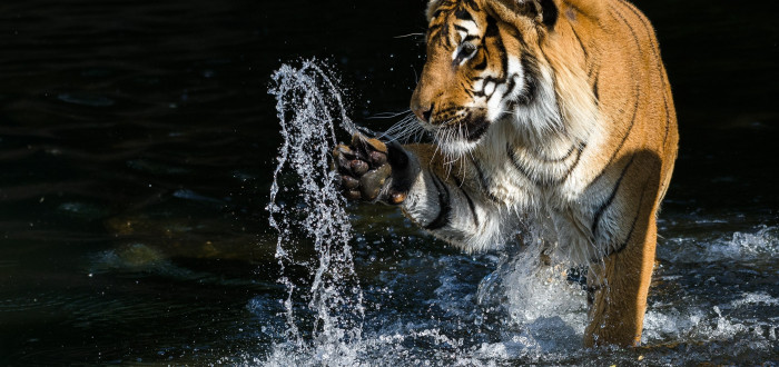 Samec tygra malajského Johann v Zoo Praha