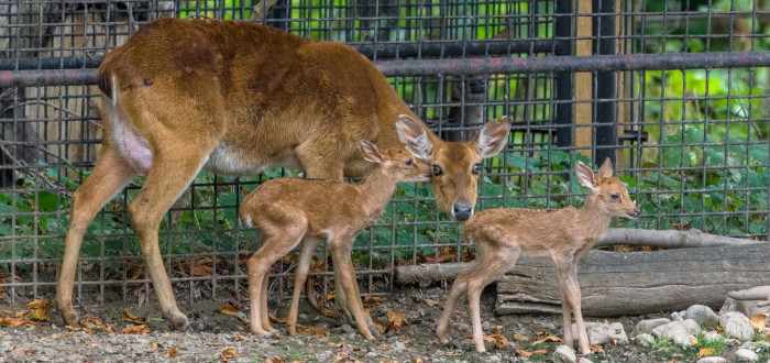Narození dvojčat jelena lyrorohého je výjimečnou událostí. 