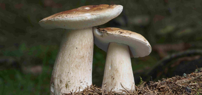 Jaká byla u vás houbařská sezona? Letos si asi každý houbař přišel na své. S košíkem ale můžete chodit do lesů celoročně