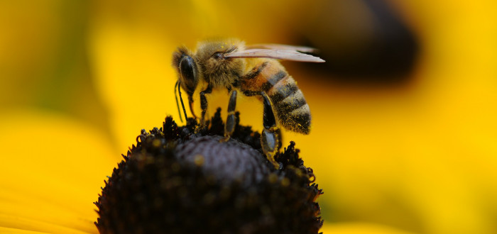 Včelí jed je produkován jedotvornou žlázou včelích dělnic. Včelí jed je do "včelVčelí jed produkuje také včelí matka, ale ta jej používá pouze v souboji s jinou matkou