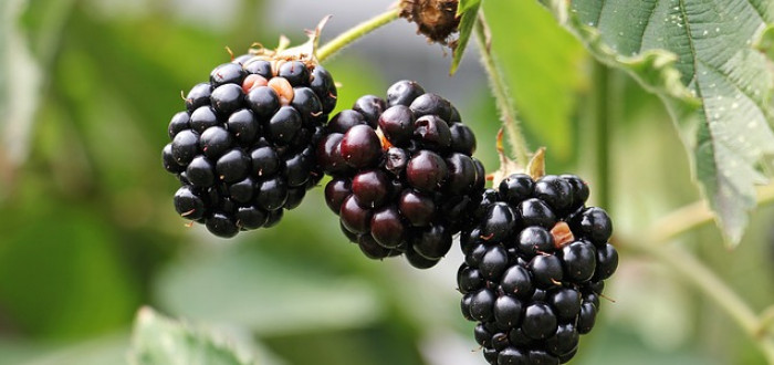 Ostružiny jsou zdravým ovocem s významným obsahem antioxidantů