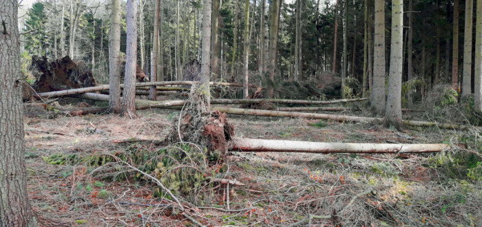 I když uplynula od ničivé bouře Herwart řada dní, v některých lesích stále hrozí nebezpečí pádu stromů. Na co by si měli dát návštěvníci lesů pozor?