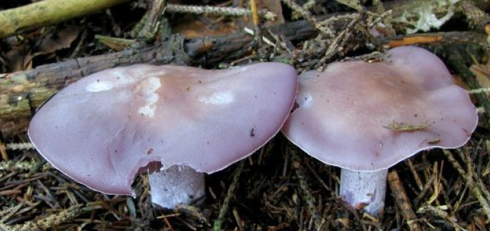 Znáte tuto výbornou houbu?