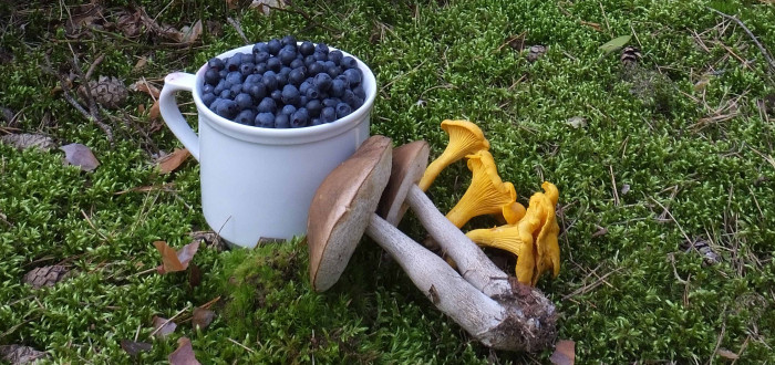 Češi milují lesní plody, nejvíce však houby. Víte, že nejvíce sběračů je ze Středočeského kraje?