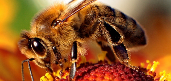 Varroáza je pro včelstvo velmi nebezpečná