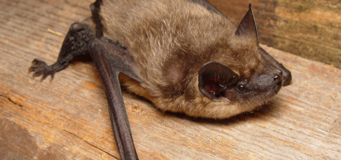 Netopýr večerní (Eptesicus serotinus) má rozpětí křídel kolem 37 centimetrů