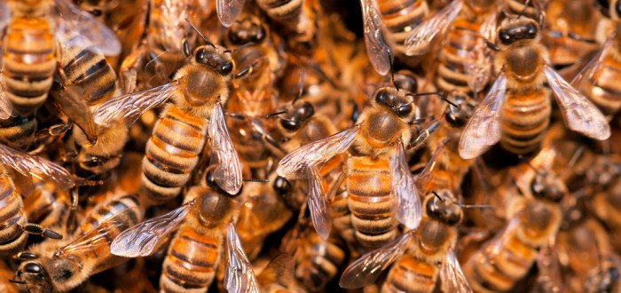 Rojící se včely nejsou nebezpečné