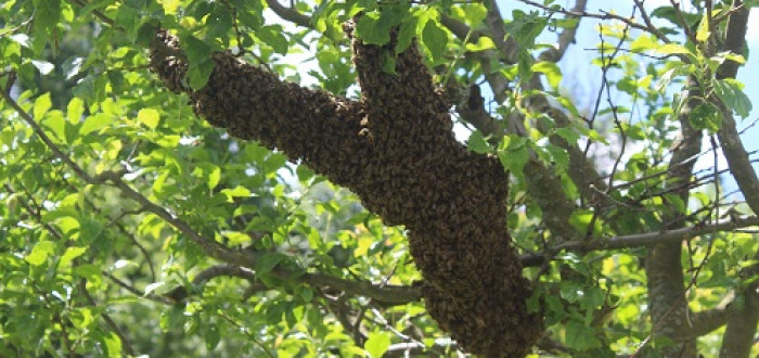 Roj včel nemusí být nijak nebezpečný