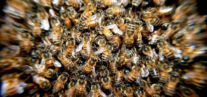 Včelám chutná nejenom med