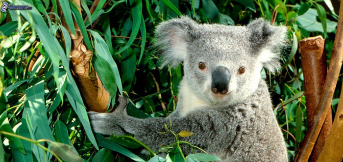 Koaly eukalyptus doslova milují