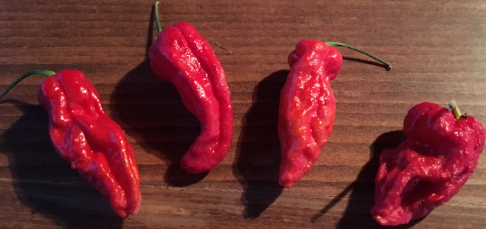 Naga Bhut Jolokia vypadá jako spálená sama sebou