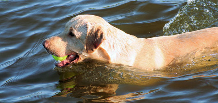 Když nemůžete zrovna psa zchladit ve vodě, pak je účinným ochlazovačem speciální podložka
