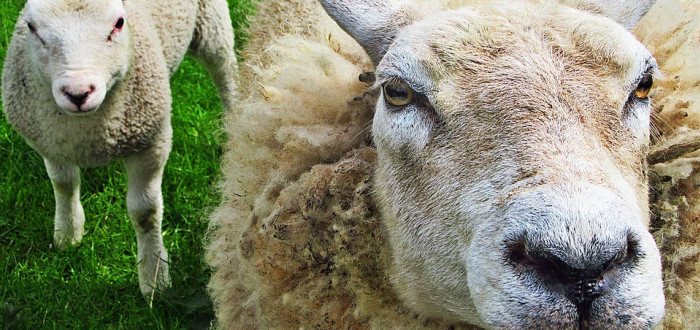 Ovce prý dokonale zastanou práci sekačky