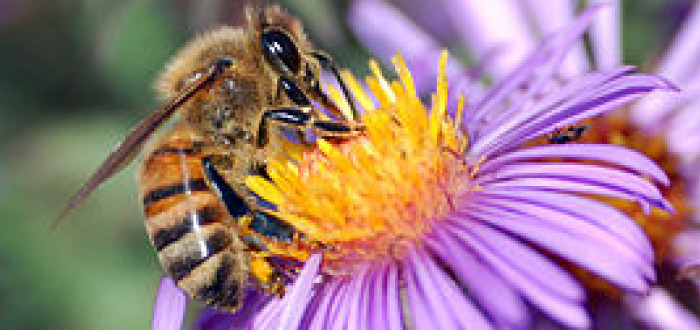 Včela medonosná při opylování