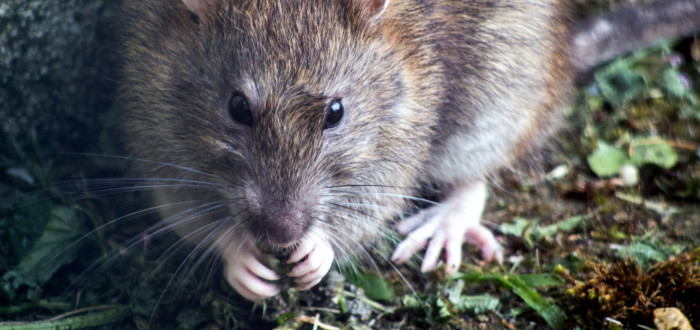 Krysy nesnáší pach octa a česneku
