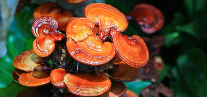 Reishi se také říká „královská houba“ a je již stovky let vyhledávanou a oblíbenou houbou především ve východní medicíně