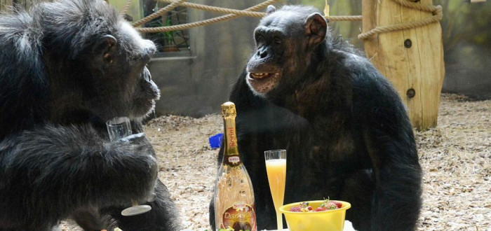 Šimpanz v Číně se chová jako jeho chovatelka