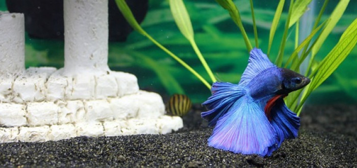 Ideálním pro jednoho samce bojovnice pestré je akvárium minimálně o objemu 20 litrů