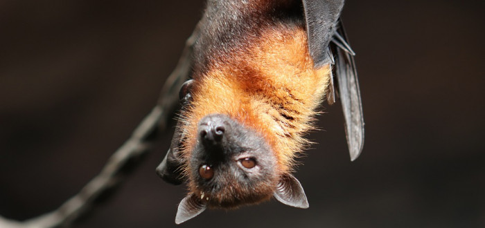 Typickou je pro netopýry jejich poloha hlavou dolů, v níž tráví většinu dne