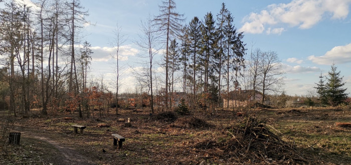 Agresivní kůrovci jsou druhy, které se živí lýkem a dřevem stromu. V napadeném stromě musí odolat ochranným opatřením stromu