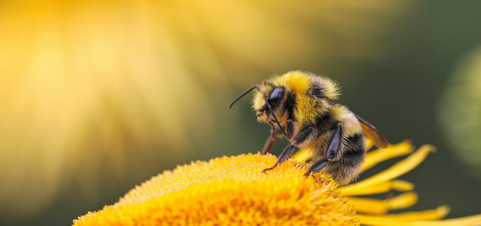 Včely vymírají! Níže najdete, jak je zachránit a proč