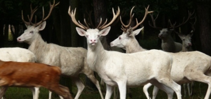 Bílí jelení jsou možná skutečně kouzelní - hned několikrát se ubránili zkáze