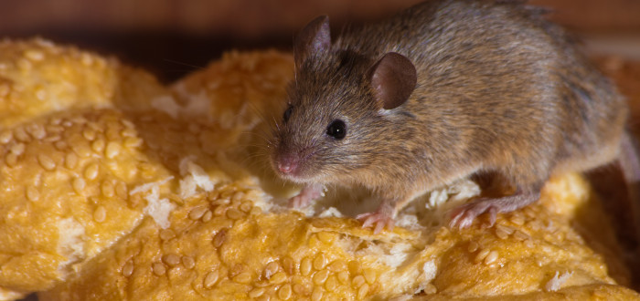 Myši nesnáší vůni kajenského pepře, máty a hřebíčku