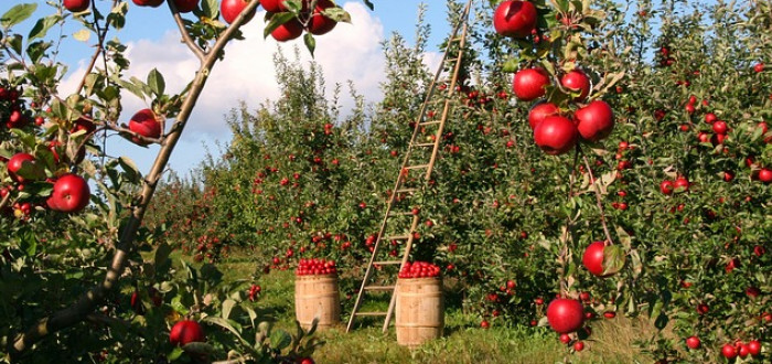 Jablka sbíráme obvykle podle jednotlivých odrůd 
