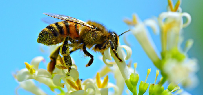 Vědci zkoumají příčiny úhynu včel - bez nich by nebyl možný ani náš život