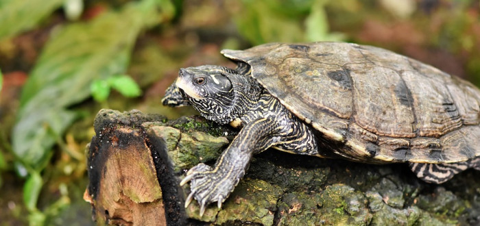 Nalezené pravěké želvy dosahovaly velikosti průměrného rodinného auta - ilustrační foto