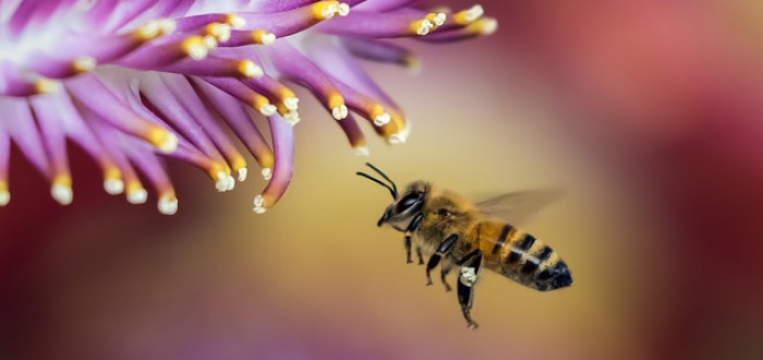 Včela za jednu sekundu mávne 180krát svými křídly