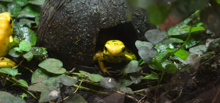 Pralesnička strašná je nejobávanější žába na světě