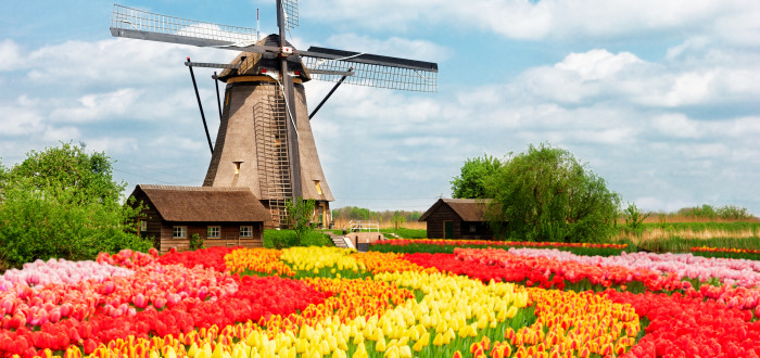 Za návštěvu stojí určitě i tulipánové lány v Nizozemí