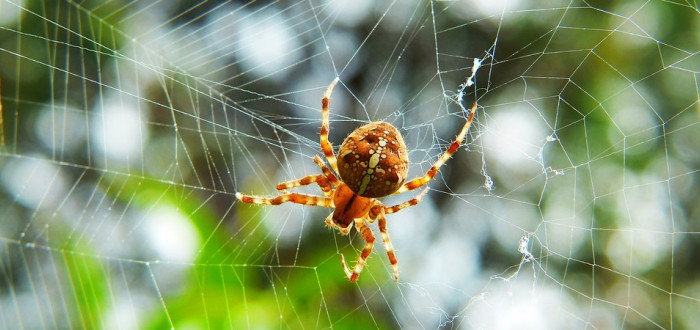 Noční můra každého arachnofobika - pavoučí déšť