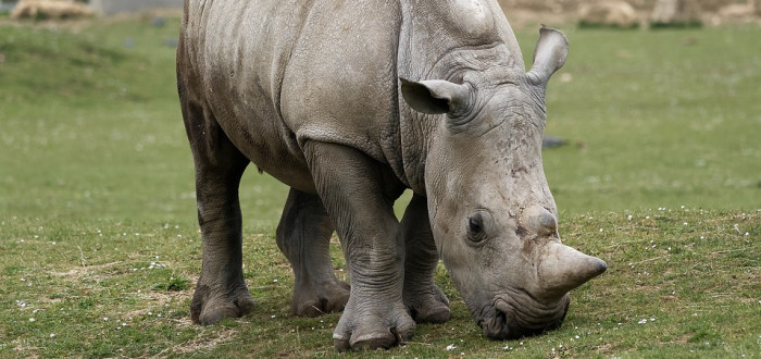 Nosorožce známe ze zoologických zahrad. Někteří jsou ale na pokraji vyhynutí (ilustrační foto) 