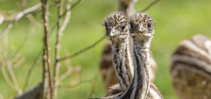 Mláďata emu hnědého se už připravují na první návštěvníky