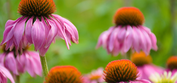 Echinacea purpurea může účinně posílit vaši imunitu, její doporučené dávkování by se ale nemělo překračovat