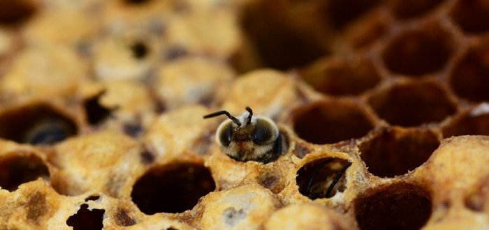 Pro trypofobiky může být děsivá i obyčejná včelí plástev