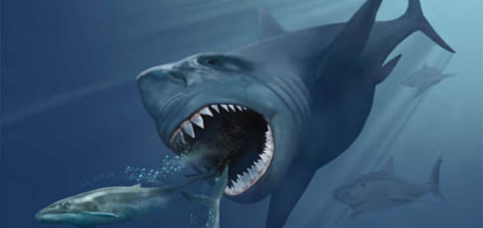 Megalodon útočící na kytovce Eobalaenoptera