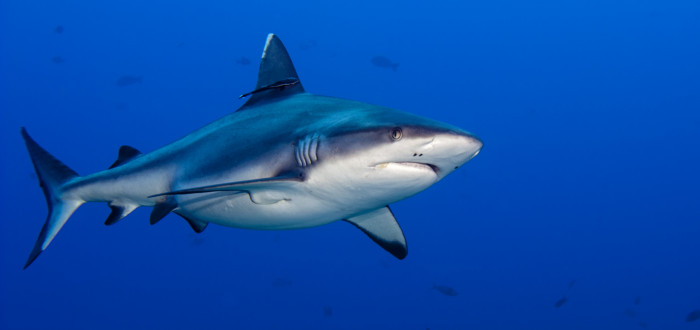 Tím nejhorším, co při setkání se žralokem můžete udělat, je plavat směrem pryč
