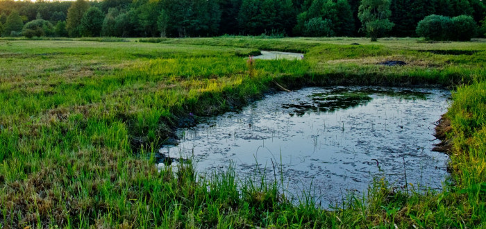 Mokřady jsou v krajině důležité (ilustrační foto)