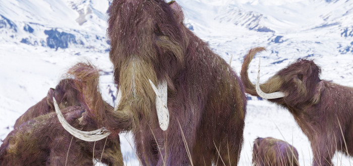 Už za několik let by podle vědců mohli mamuti opět chodit po Zemi