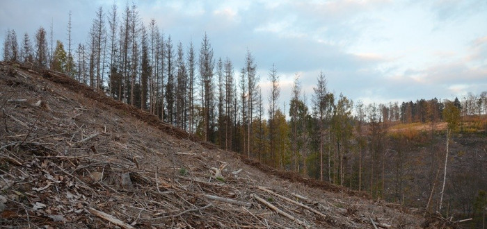 Kůrovcová kalamita decimuje lesy, skončit by mohla do pěti let