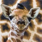 Na malou žirafku se můžete podívat už za 14 dní 