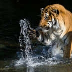 Samec tygra malajského Johann v Zoo Praha