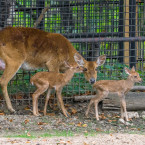 Narození dvojčat jelena lyrorohého je výjimečnou událostí. 