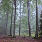 Lesníci vysazují původní druhy dřevin. Dočkají se další generace zdravějších a odolnějších lesů?