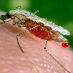 Komáří štípnutí může přinést i smrt