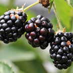 Ostružiny jsou zdravým ovocem s významným obsahem antioxidantů