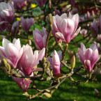 Jemně narůžovělé květy jsou u magnolií velmi oblíbené